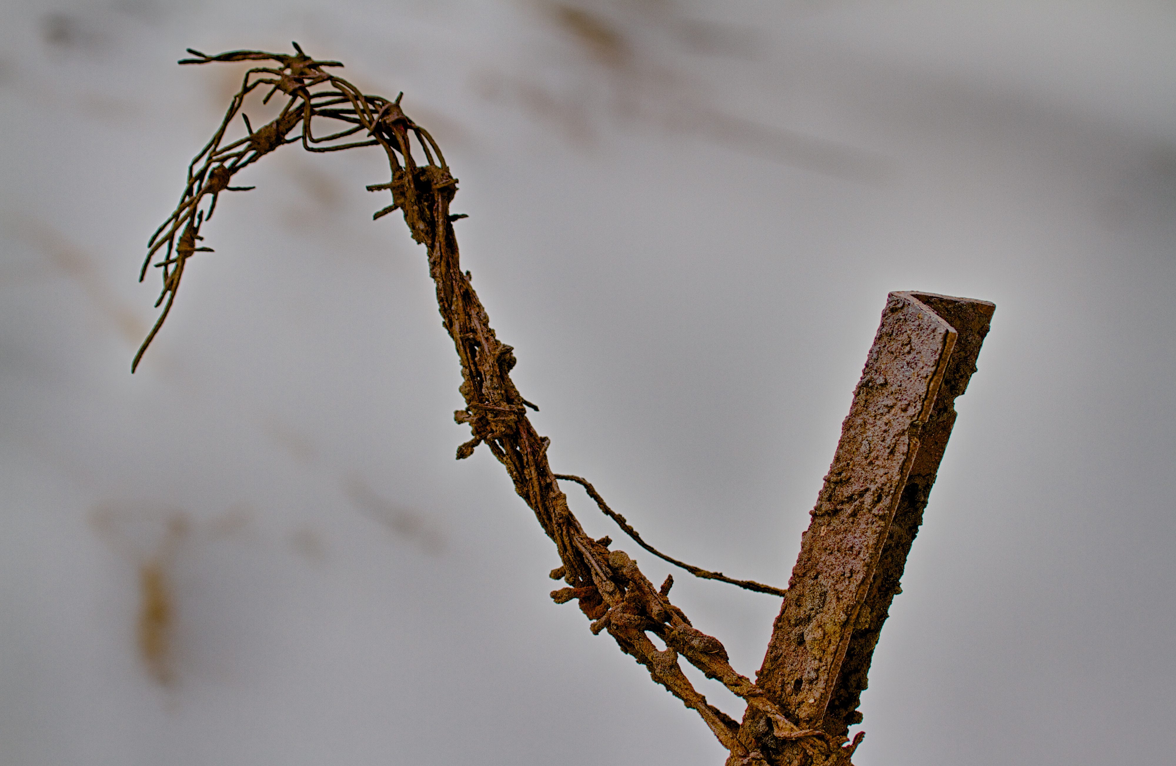 Rusted barbed wire