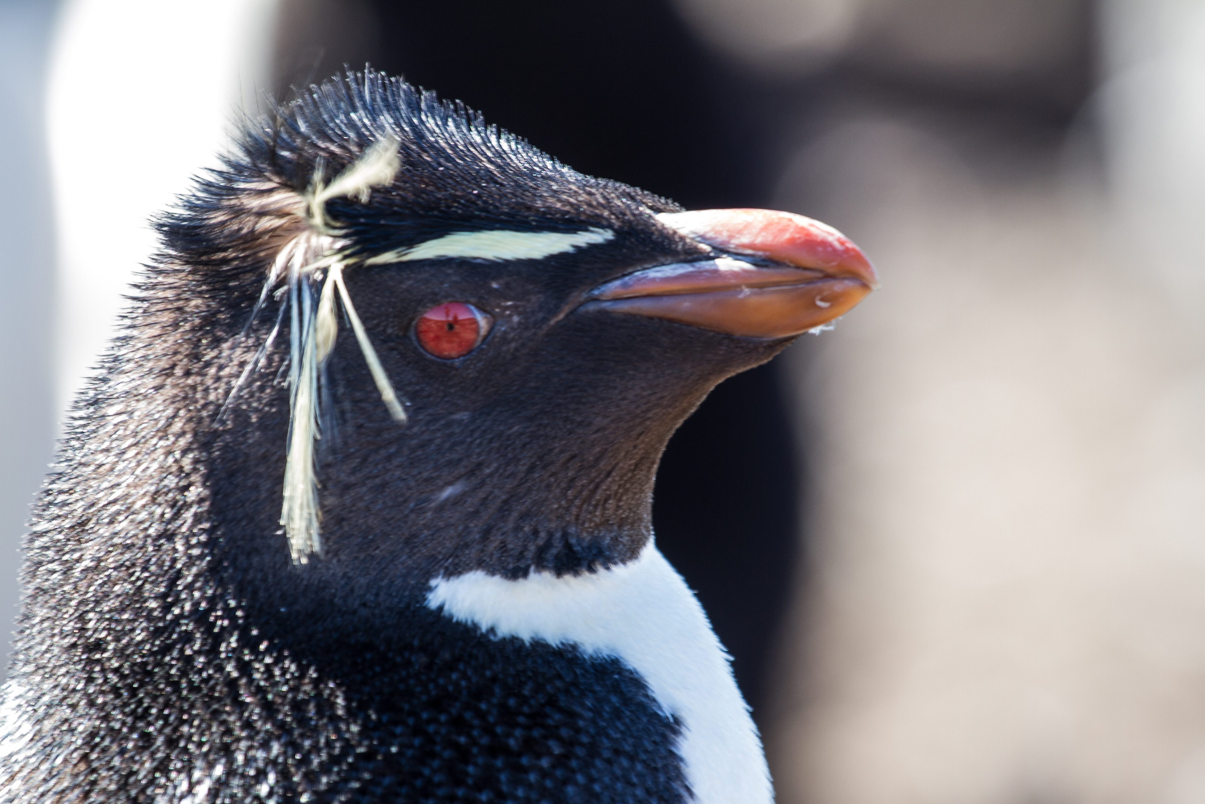 Rockhopper Penguin